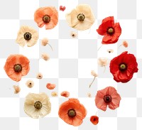 PNG Real pressed poppy flowers circle petal plant. AI generated Image by rawpixel.