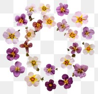 PNG Real pressed primrose flowers circle wreath petal. 