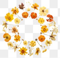 PNG Real pressed wallflowers circle wreath petal. AI generated Image by rawpixel.