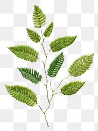 PNG Botanical leave plant embroidery pattern herbs.