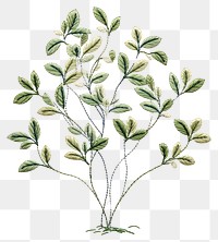 PNG Plant embroidery pattern herbs.