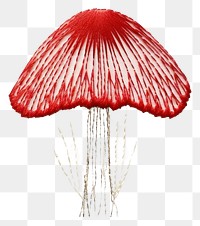 PNG Mushroom plant accessories poisonous.
