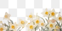 PNG Daffodil flower ephemera border daffodil backgrounds painting.