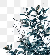 PNG Crown ephemera border background backgrounds painting plant.