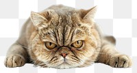 PNG  Cat being grumpy animal mammal kitten