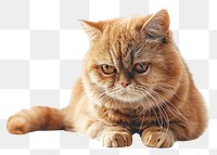 PNG  Cat being grumpy mammal animal kitten.