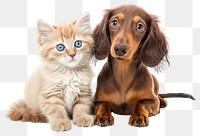 PNG  Ragdoll kitten and Dachshund aka teckel puppy dachshund animal mammal.