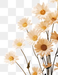 PNG Aesthetic chamomile daisy flowers backgrounds sunlight petal. AI generated Image by rawpixel.