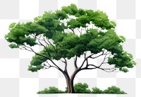 PNG  Tree plant art white background. AI generated Image by rawpixel.