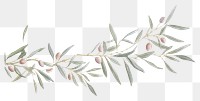 PNG  Olive branch pattern plant leaf. AI generated Image by rawpixel.