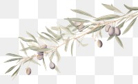 PNG Olive branch plant leaf freshness. AI generated Image by rawpixel.