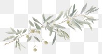 PNG  Olive branch frame plant leaf tree. AI generated Image by rawpixel.