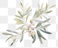 PNG  Olive branch plant leaf accessories. AI generated Image by rawpixel.