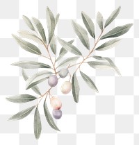 PNG  Olive branch plant leaf food. AI generated Image by rawpixel.