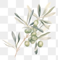 PNG  Olive branch plant leaf food