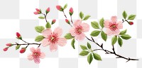 PNG Flower blossom plant inflorescence creativity springtime.