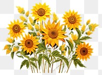 PNG Sunflower plant flower bouquet sunflower art inflorescence.