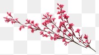 PNG Twig of coral limonium flowers blossom plant petal. 