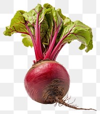 PNG  Beetroot vegetable plant food white background. AI generated Image by rawpixel.
