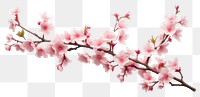 PNG  Sakura blossom branch flower. AI generated Image by rawpixel.