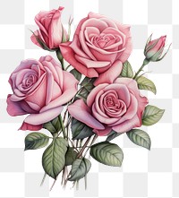 PNG Rose bouquet pattern drawing flower