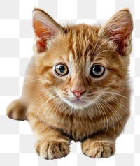 PNG Cute baby orange kitten portrait animal mammal. AI generated Image by rawpixel.