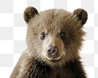 PNG studio photo of *cure baby bear*,portrait, half body photo, isolate on off white background --ar 3:2 --v 6.0