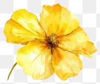 PNG Yellow watercolor flower petal plant white background.