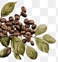 PNG Coffee beans border backgrounds plant paper.