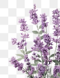 PNG Lavender flowers border herbs backgrounds blossom.