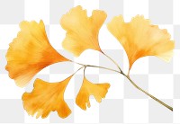 PNG  Ginkgo nature plant petal. AI generated Image by rawpixel.