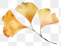 PNG  Ginkgo nature autumn plant. AI generated Image by rawpixel.