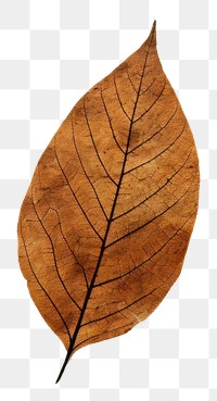 PNG Paleolithic cave art painting style of Leaf leaf backgrounds outdoors.