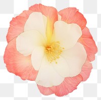 PNG Flower marble distort shape hibiscus blossom petal.