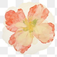 PNG Flower marble distort shape hibiscus painting petal.