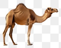 PNG Camel in the Sahara desert wildlife outdoors animal.