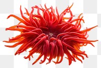 PNG Red sea anemone dahlia flower plant.