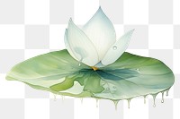 PNG Lotus leaf flower plant petal.