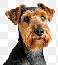 PNG Airedale terrier dog animal mammal pet.