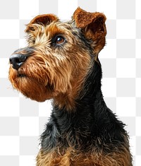 PNG Airedale terrier dog animal mammal pet.
