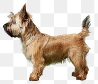 PNG Cairn terrier dog mammal animal pet.