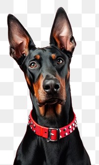 PNG Dobermann dog mammal animal pet.