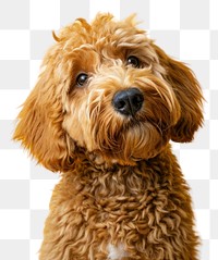 PNG Goldendoodle dog animal mammal puppy.