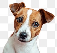 PNG Jack russell terrier dog chihuahua mammal animal.