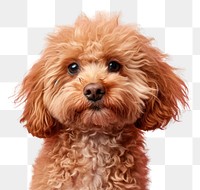 PNG Minipoo dog mammal animal poodle