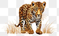 PNG  Leopard wildlife cheetah animal.