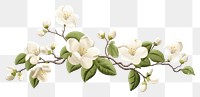 PNG  Blossom flower plant white