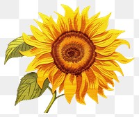 PNG  Sunflower in embroidery style plant inflorescence asterales.