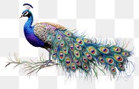 PNG  Peacock animal bird creativity.