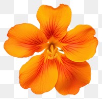 PNG Orange flower petal plant white background.